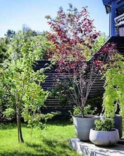 Hage med grønne planter og blomster