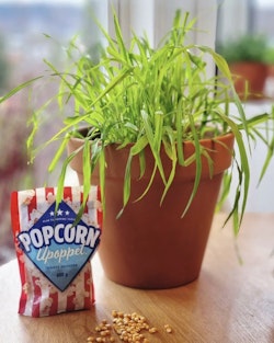 Krukke med grønne planter, popcorn ble til plante.